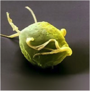 trichomonas